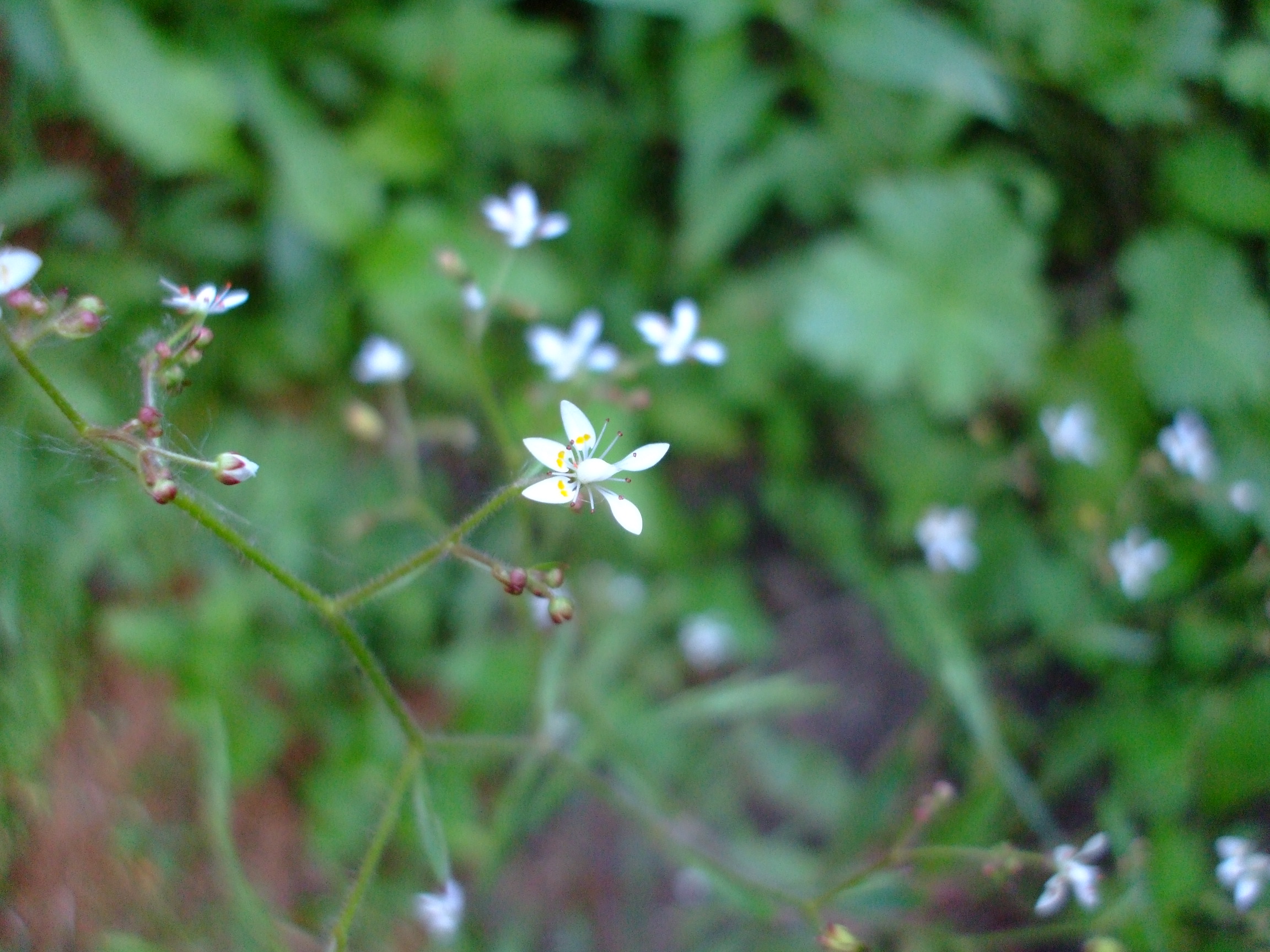 Saxifraga michauxii